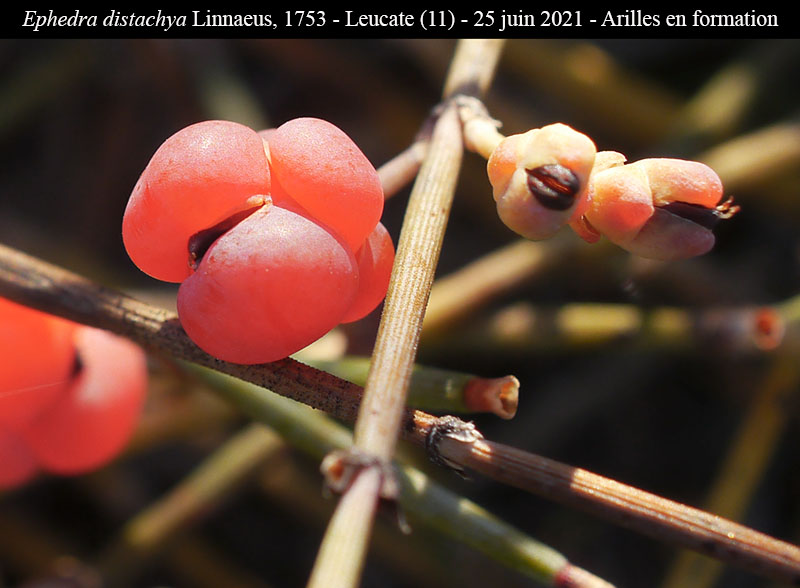 Ephedra distachya #68611