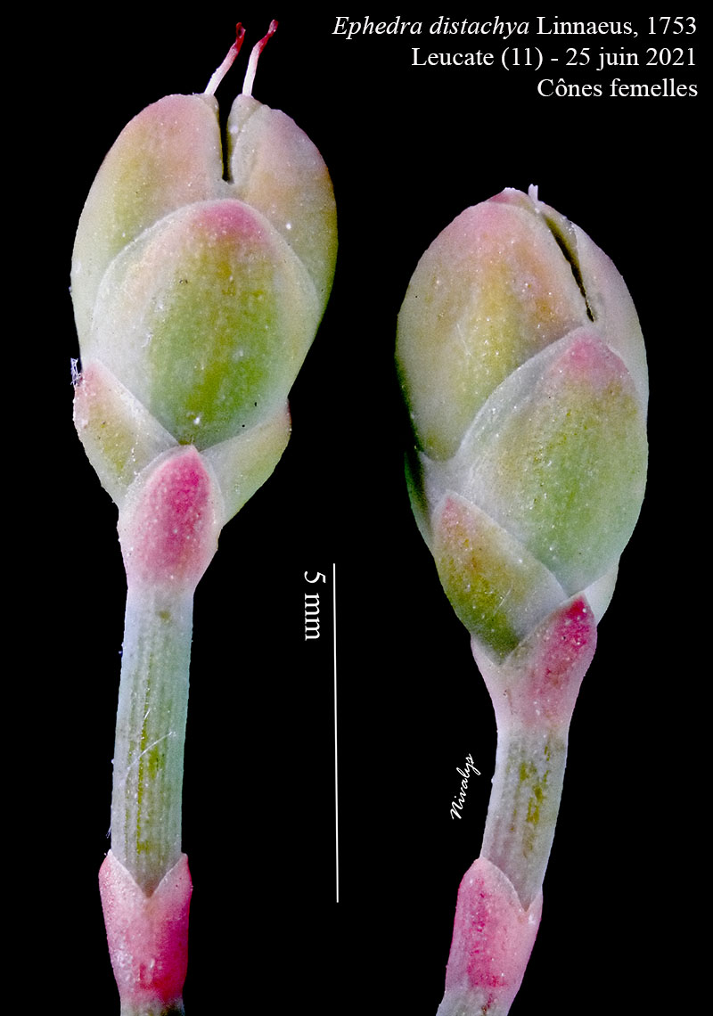 Ephedra distachya #68608