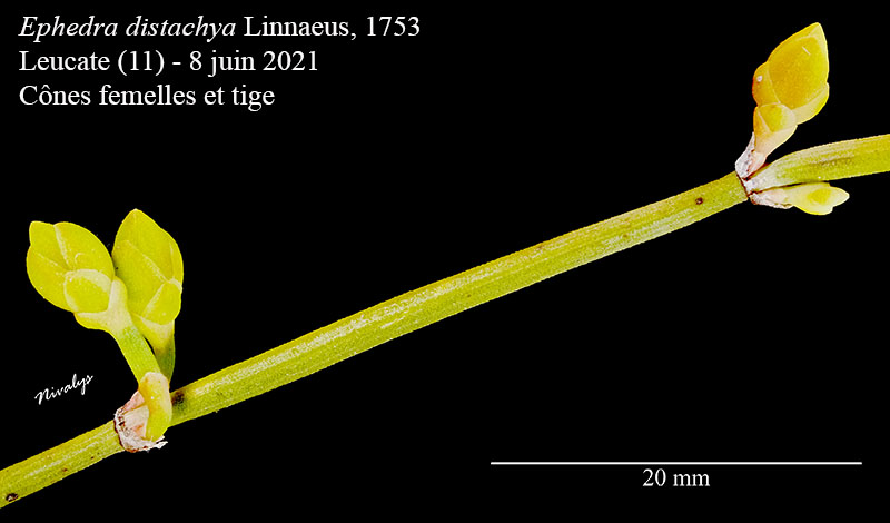 Ephedra distachya #68596