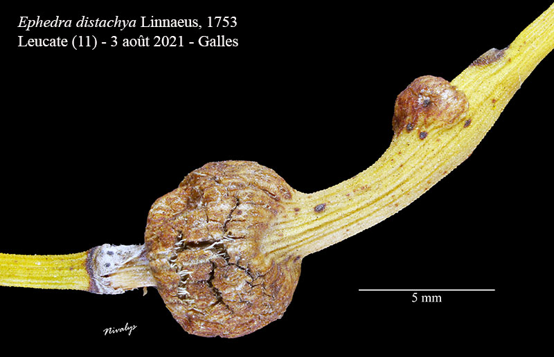 Ephedra distachya #68622