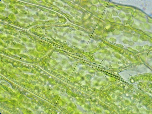 Ephemerum minutissimum Lindb. (E. serratum (Hedw.) Hampe) #61733