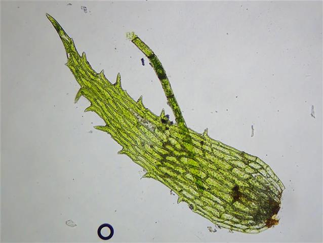 Ephemerum minutissimum Lindb. (E. serratum (Hedw.) Hampe) #61732