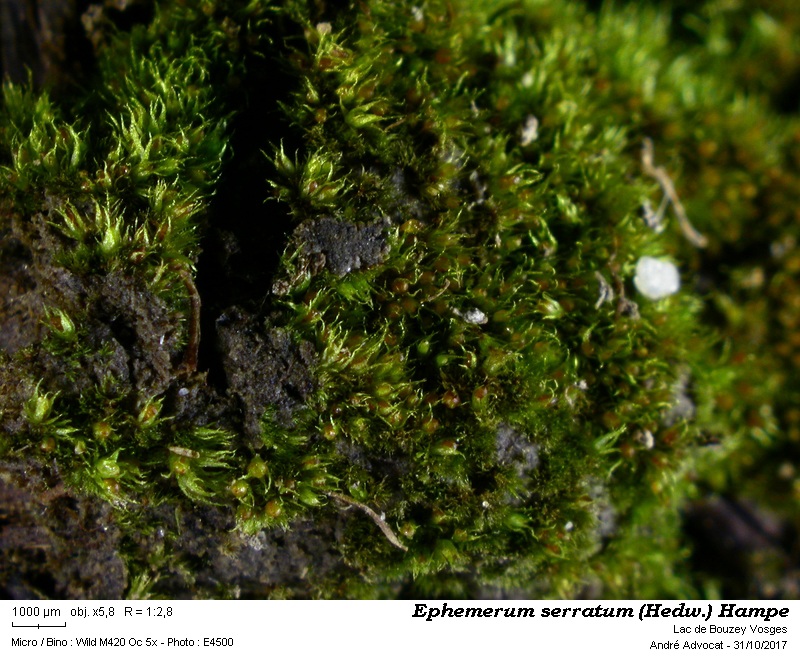 Ephemerum serratum (Hedw.) Hampe #53023