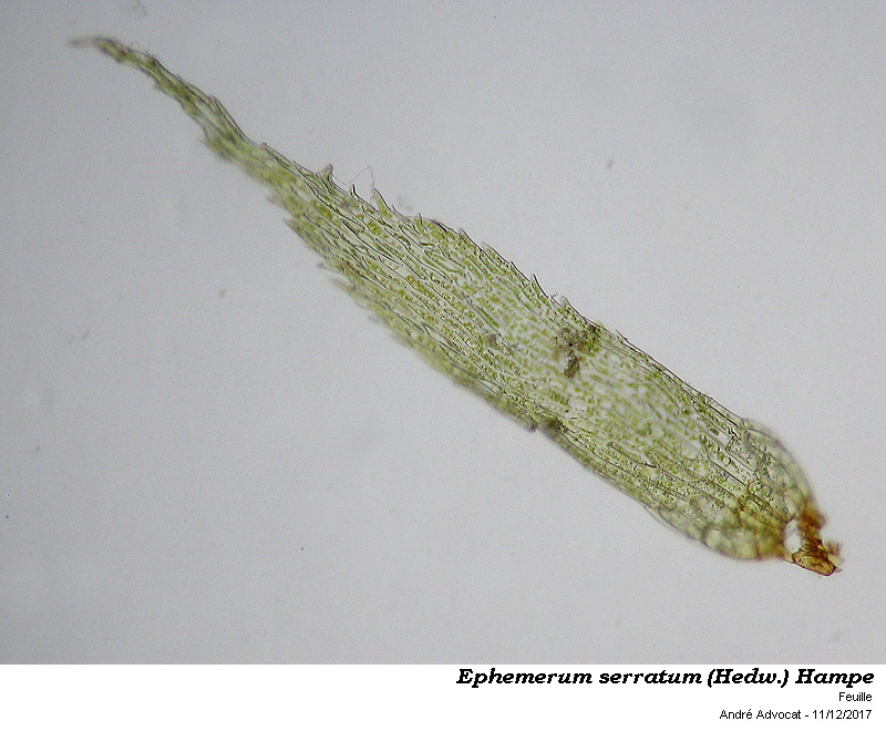 Ephemerum serratum (Hedw.) Hampe #53025