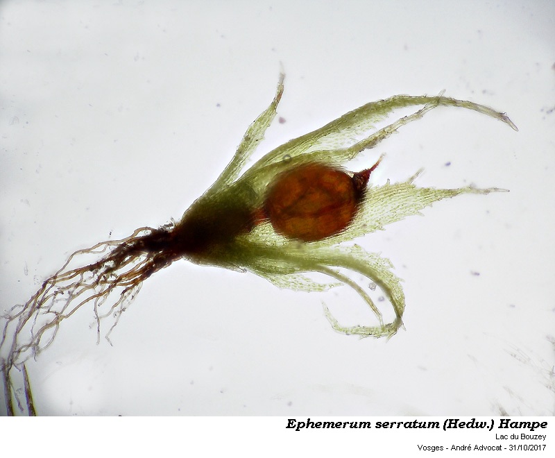 Ephemerum serratum (Hedw.) Hampe #53024