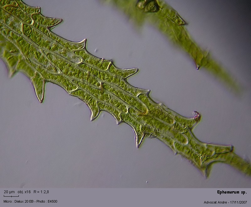 Ephemerum sp. #765