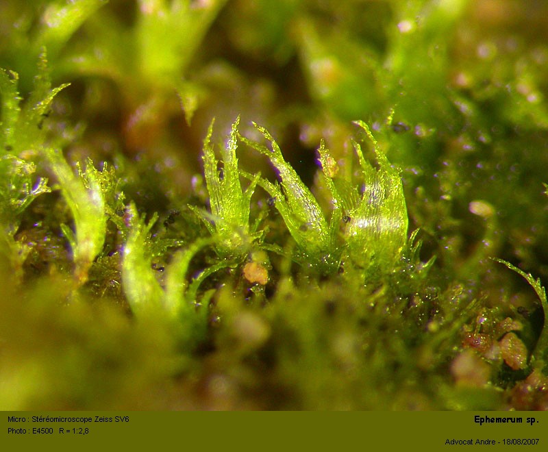 Ephemerum sp. #763