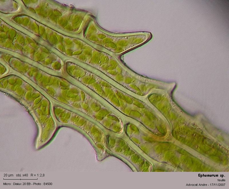 Ephemerum sp. #767