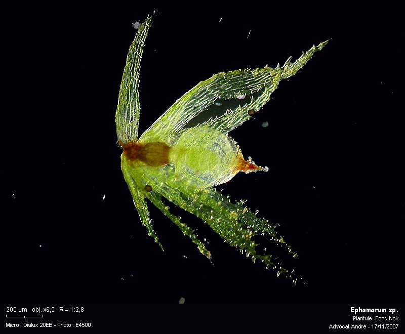 Ephemerum sp. #764