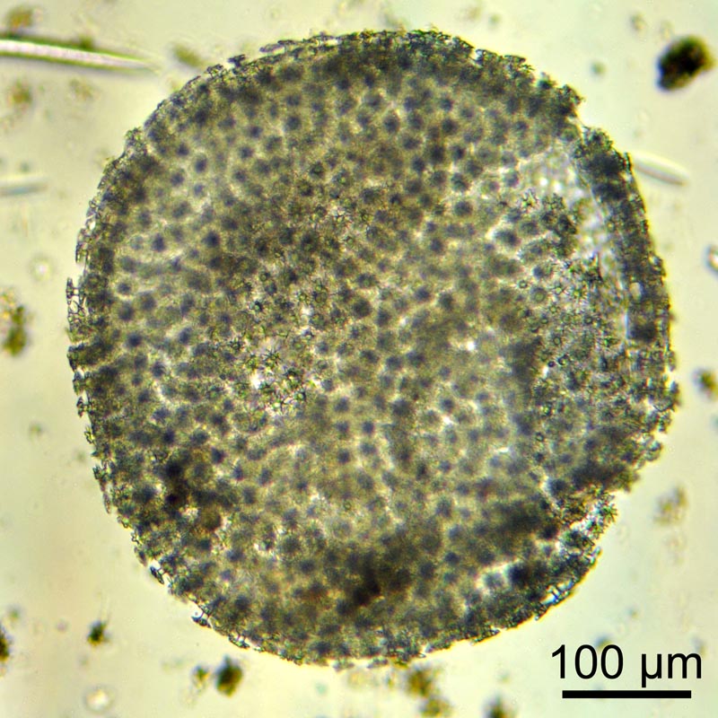 Ephydatia muelleri, spongiaire d eau douce #28459