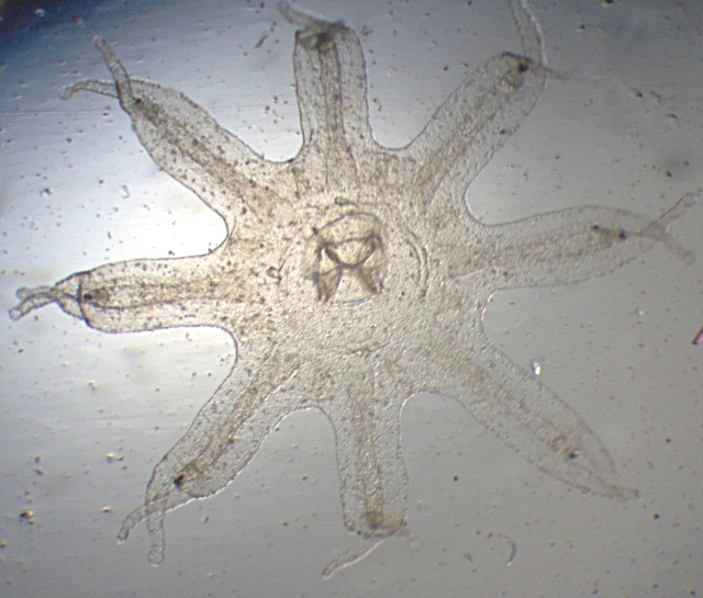 Ephyra de méduse - Manche #3804