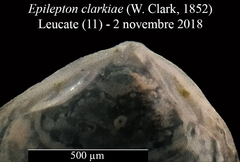 Epilepton clarkiae #59316