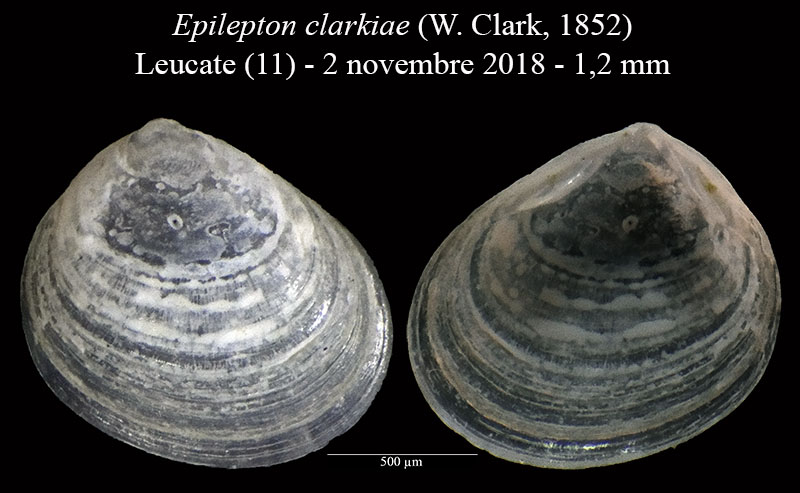 Epilepton clarkiae #59315