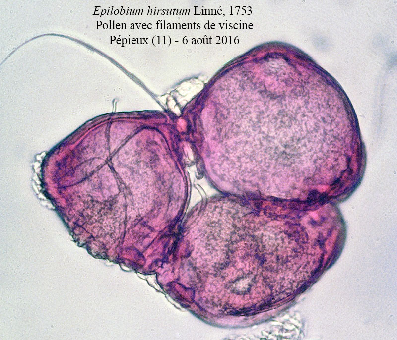 Epilobium angustifolium #54281