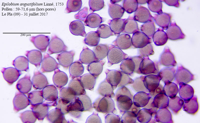 Epilobium angustifolium #54279