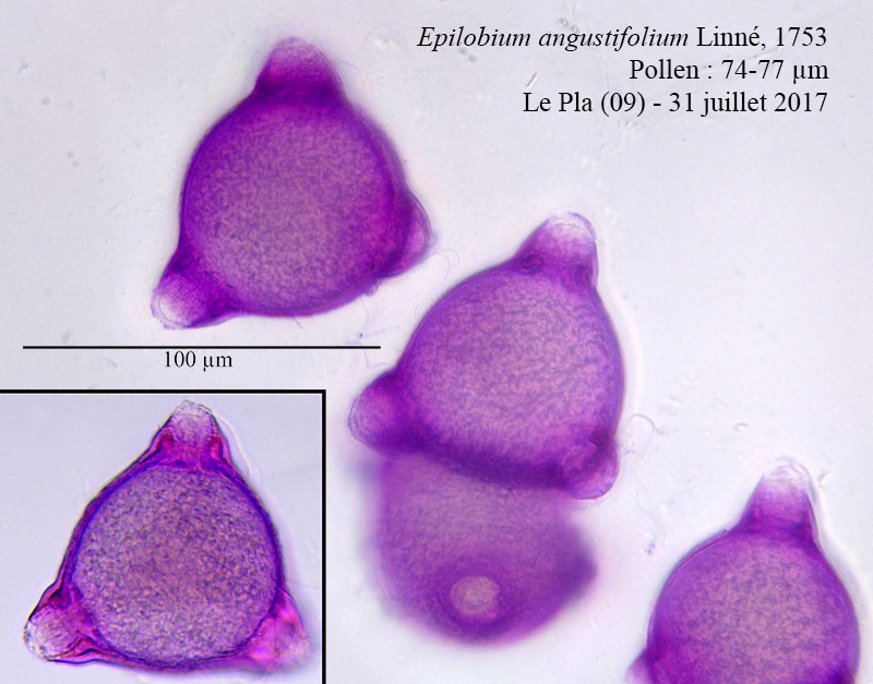 Epilobium angustifolium #54280