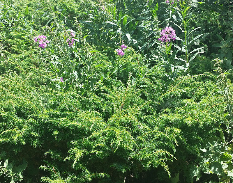 Epilobium angustifolium #54271