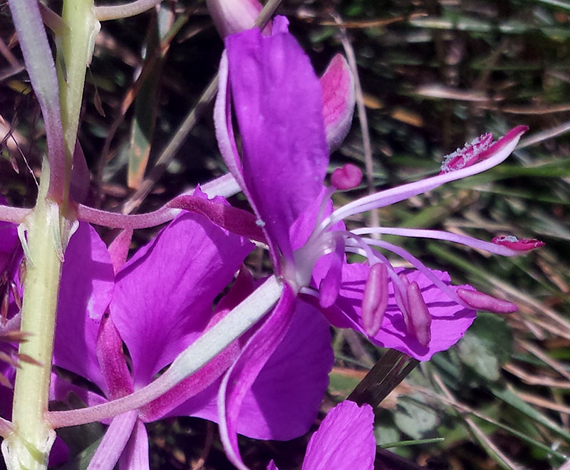 Epilobium angustifolium #54278