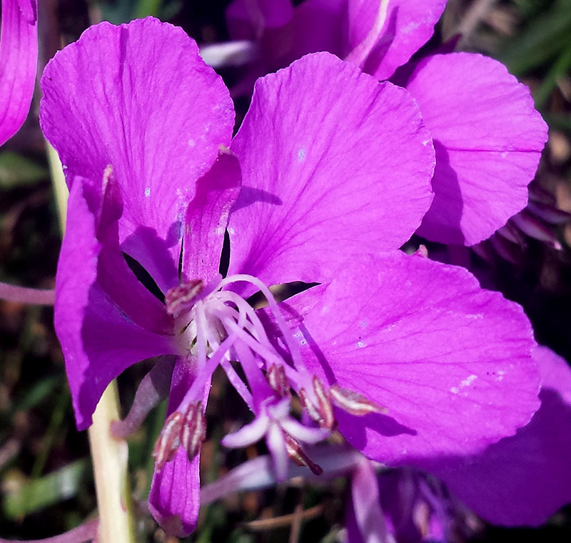 Epilobium angustifolium #54276