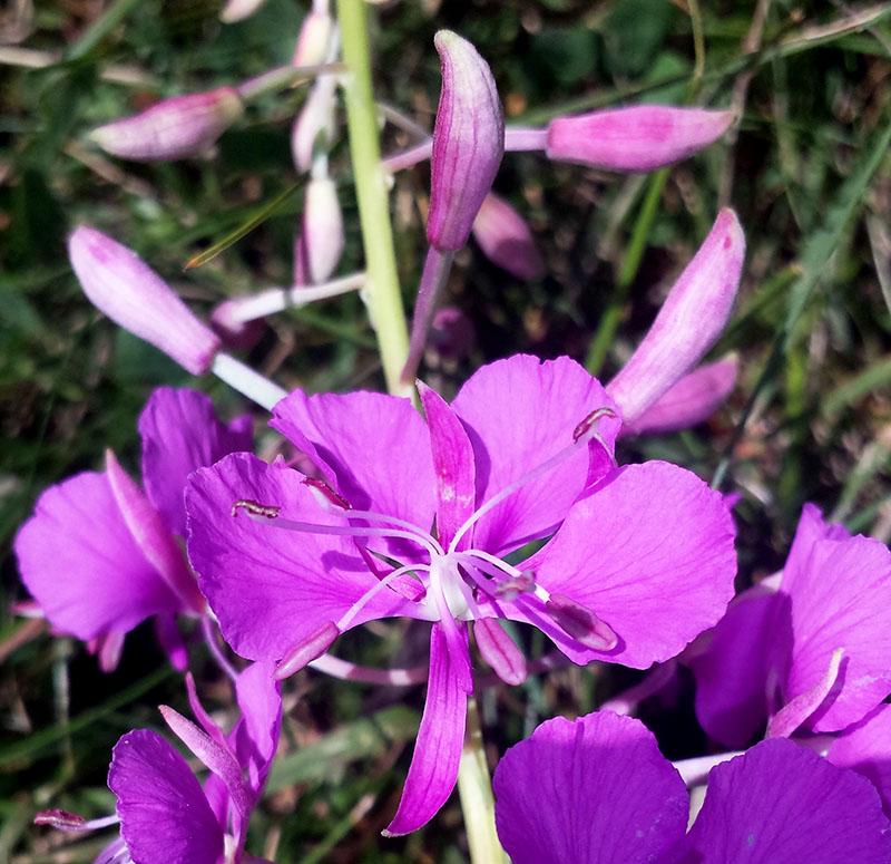 Epilobium angustifolium #54274