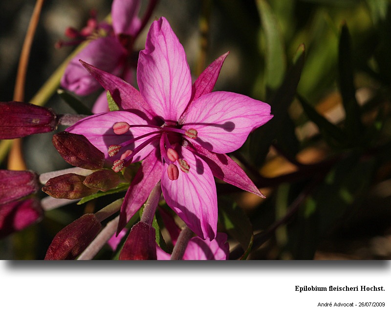 Epilobium fleischeri Hochst. #13296