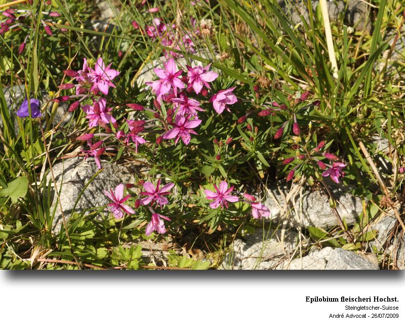 Epilobium fleischeri Hochst. #13295