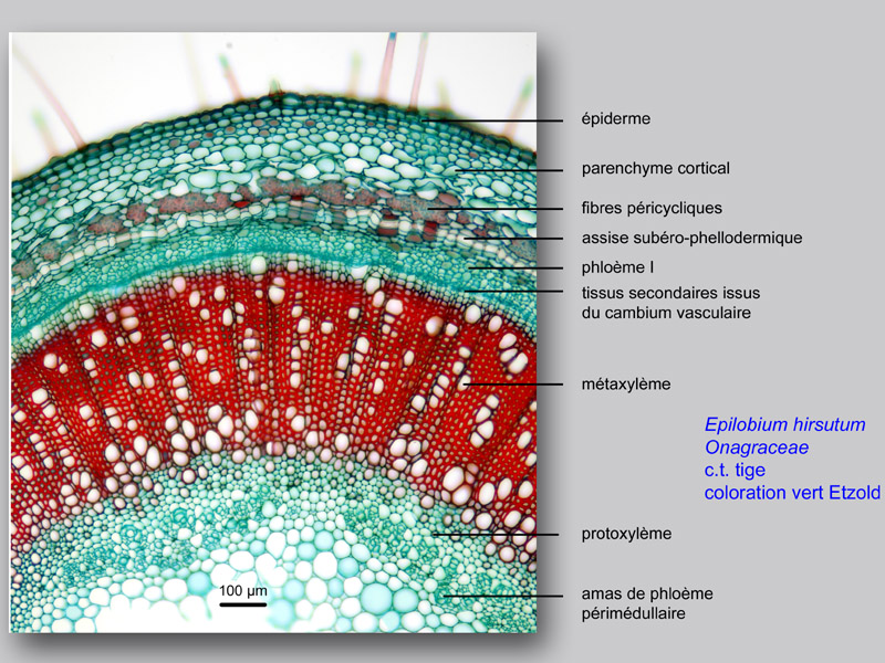 Epilobium hirsutum, histologie, histology. #23810