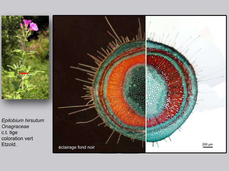 Epilobium hirsutum, histologie, histology. #23809