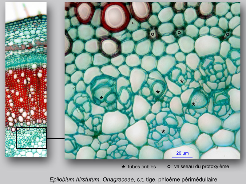 Epilobium hirsutum, histologie, histology. #23811