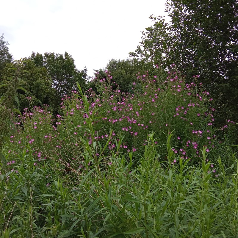 Epilobium hirsutum L. #79472