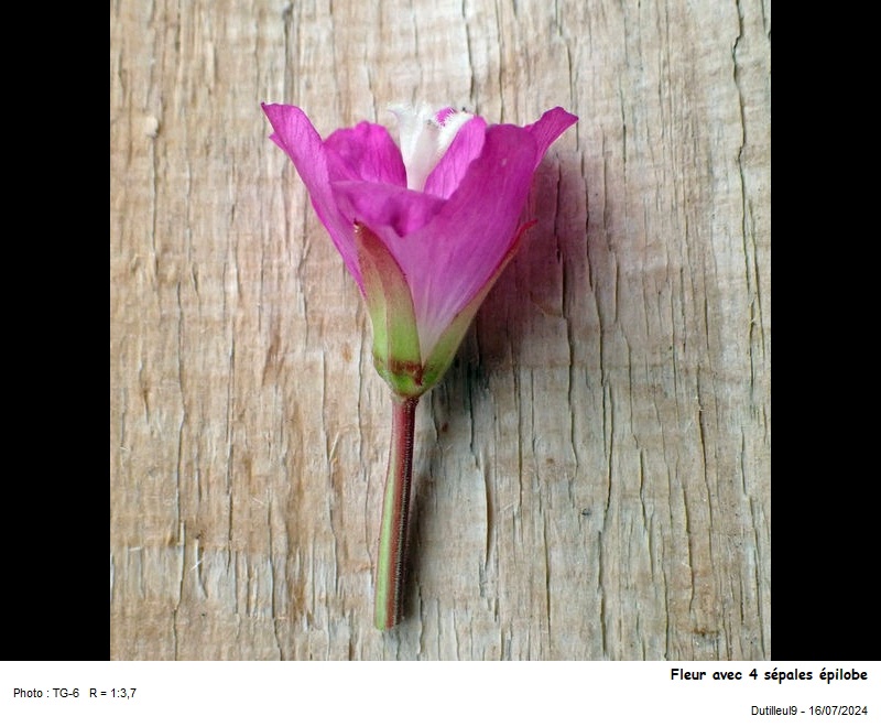Epilobium hirsutum L. #79479