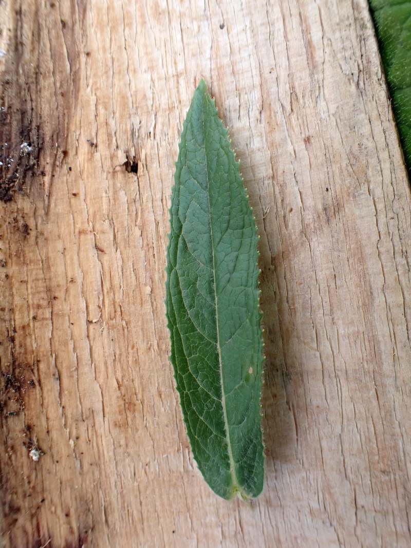 Epilobium hirsutum L. #79477
