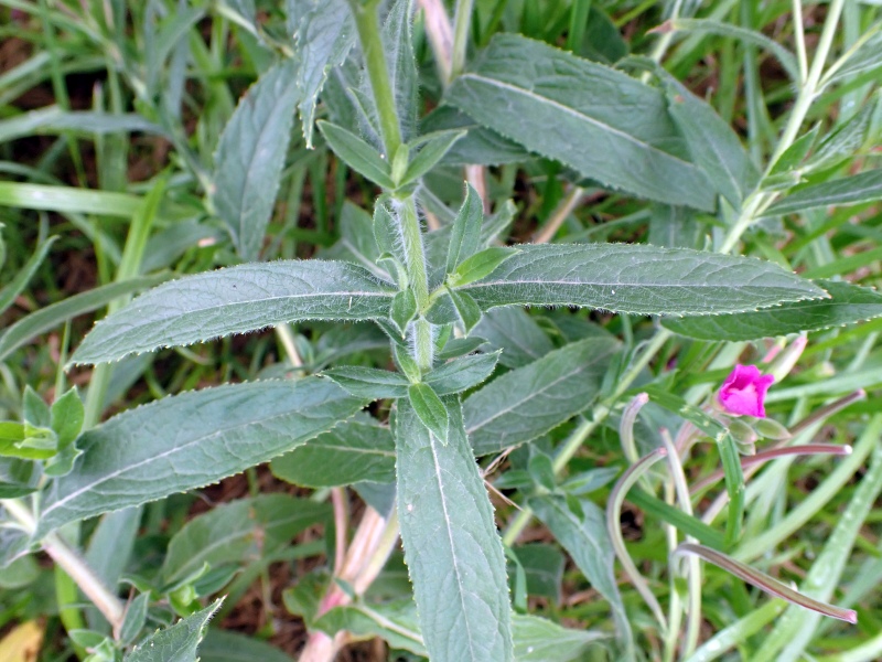 Epilobium hirsutum L. #79483