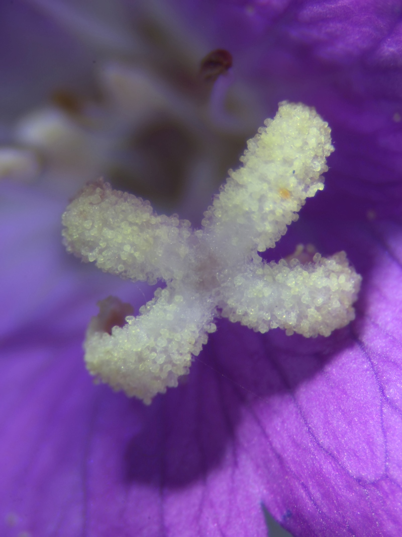 Epilobium hirsutum L. #79484