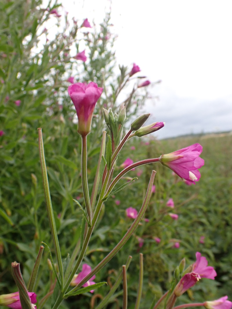 Epilobium hirsutum L. #79480