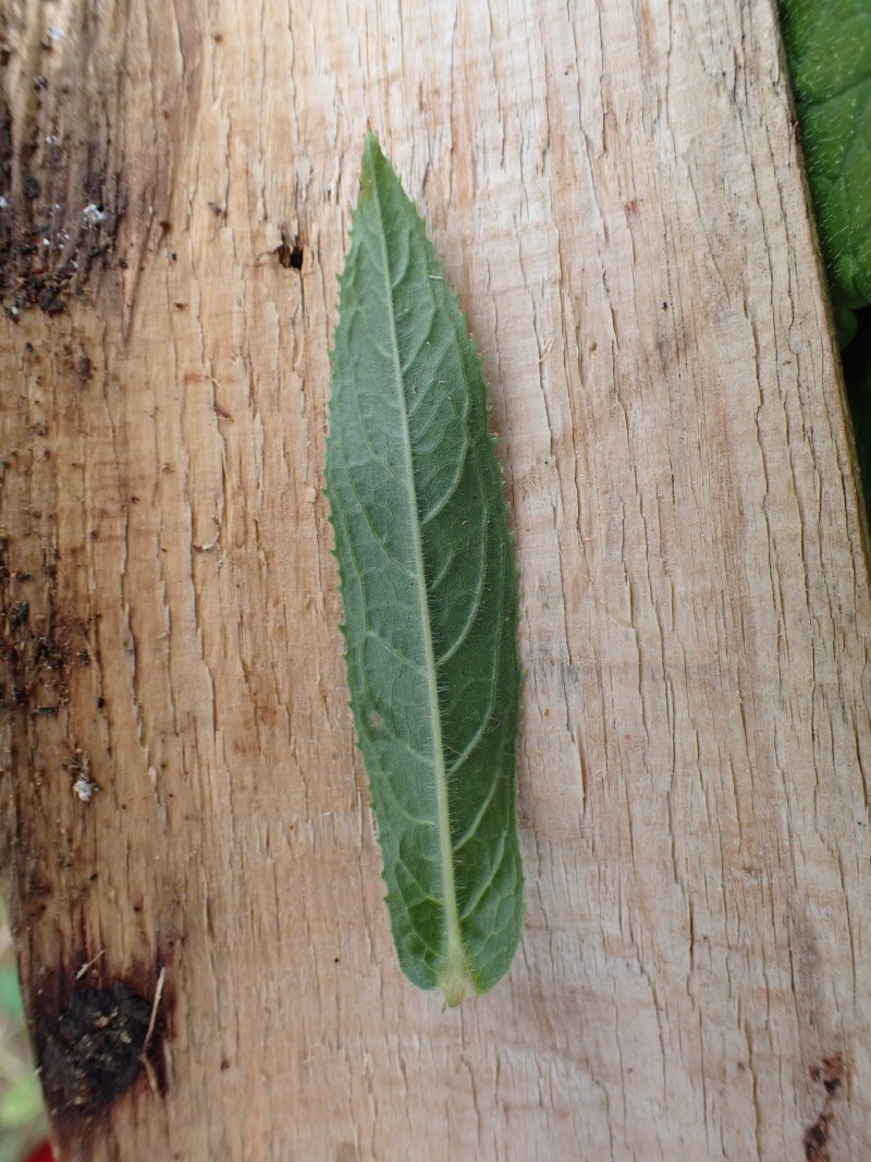 Epilobium hirsutum L. #79478