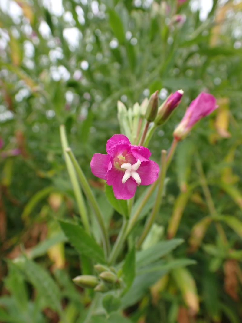 Epilobium hirsutum L. #79474