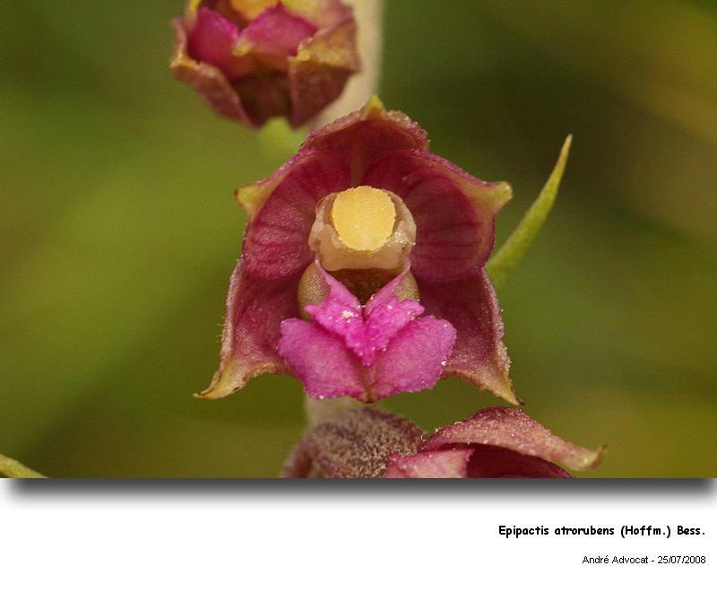 Epipactis atrorubens (Hoffm.) Bess. (Orchidée) #5010