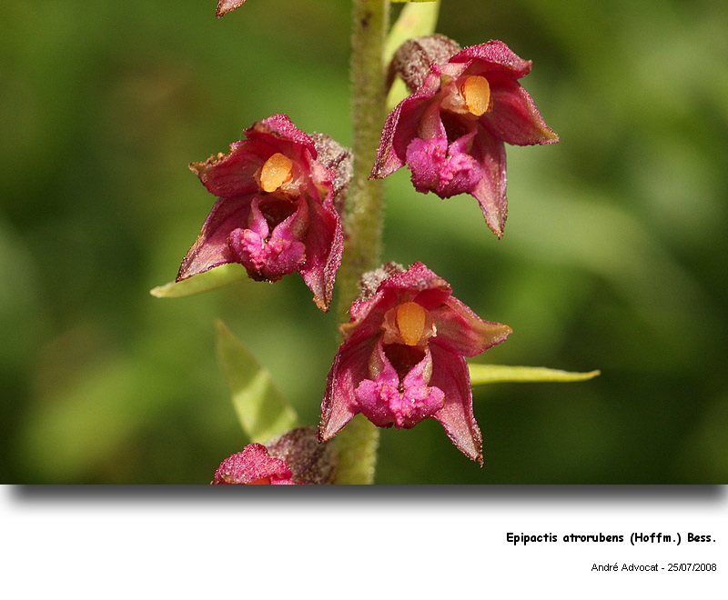 Epipactis atrorubens (Hoffm.) Bess. (Orchidée) #5009