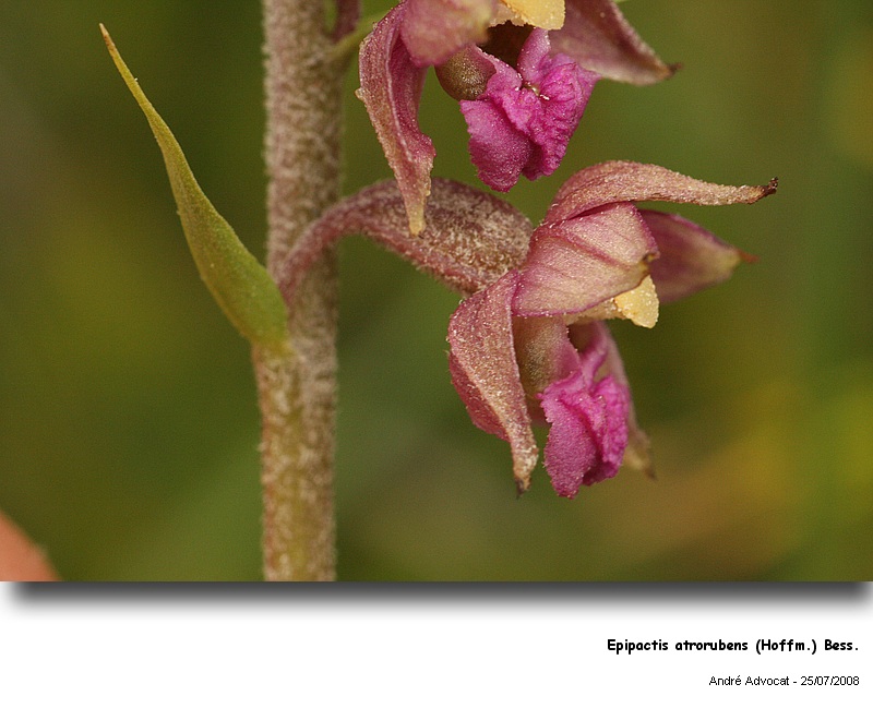 Epipactis atrorubens (Hoffm.) Bess. (Orchidée) #5011