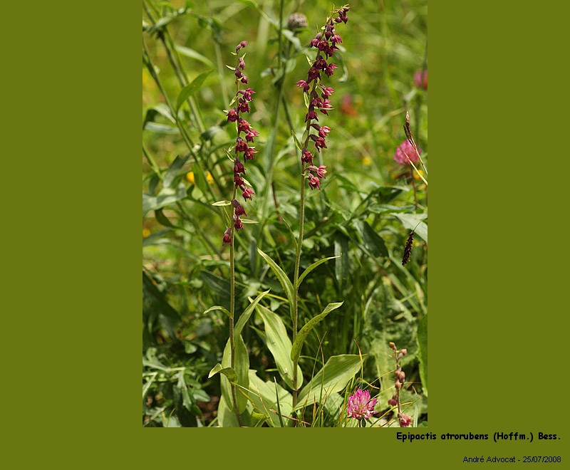 Epipactis atrorubens (Hoffm.) Bess. (Orchidée) #5008