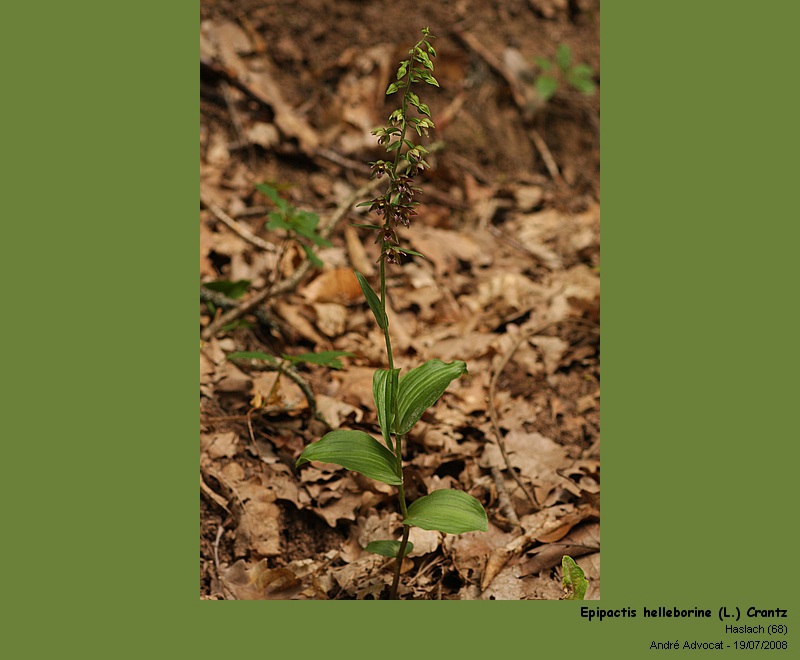 Epipactis helleborine (L.) Crantz  (Orchidée) #33201