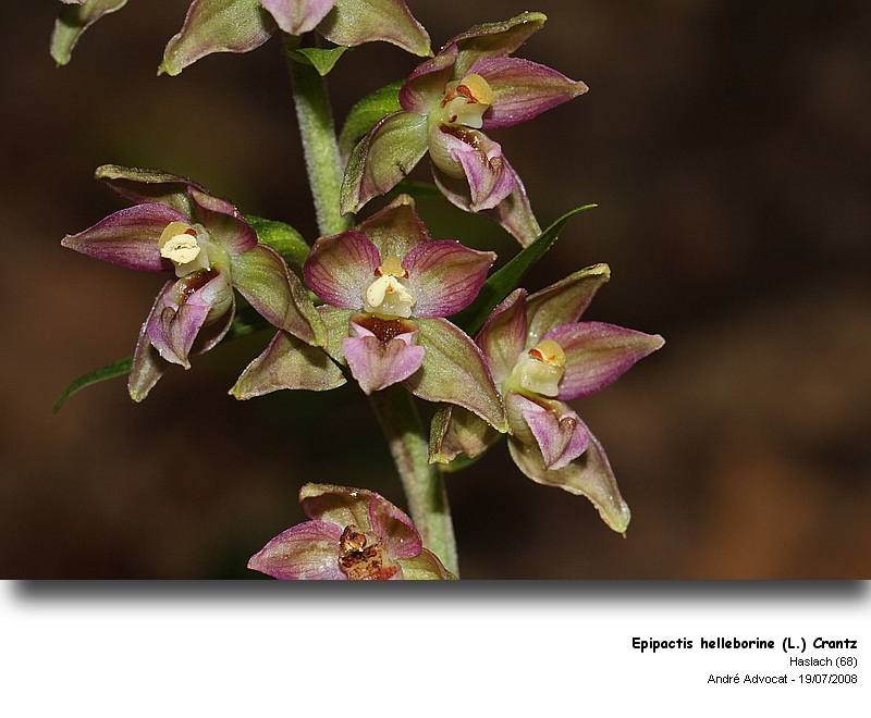 Epipactis helleborine (L.) Crantz  (Orchidée) #33202