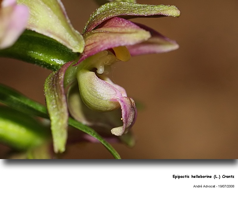 Epipactis helleborine (L.) Crantz  (Orchidée) #33205
