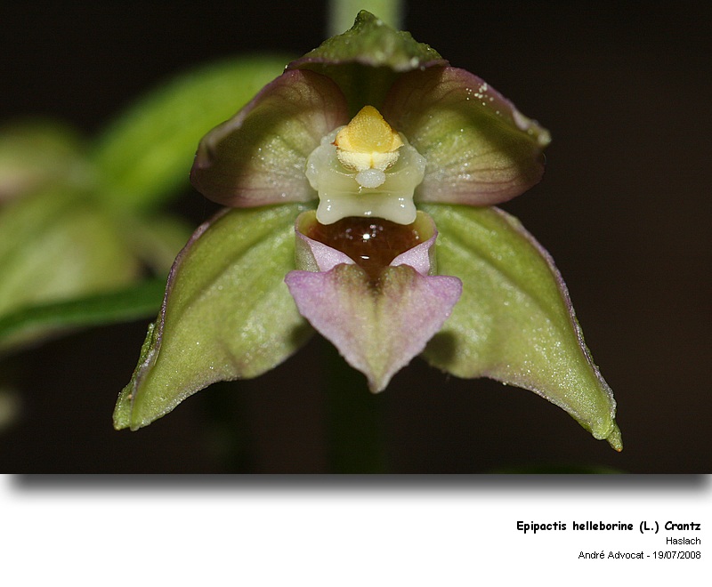 Epipactis helleborine (L.) Crantz  (Orchidée) #33203