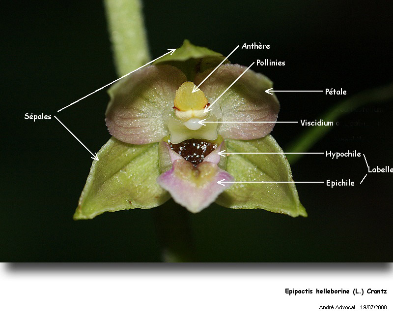 Epipactis helleborine (L.) Crantz  (Orchidée) #33204