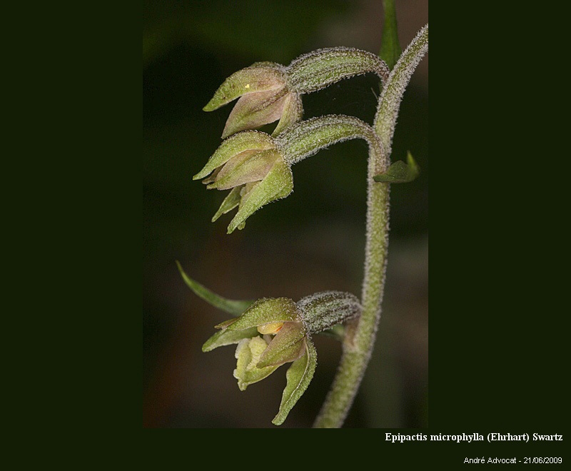 Epipactis microphylla (Ehrhart) Swartz #11319