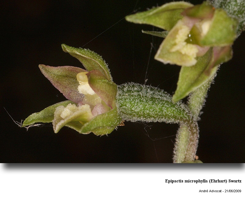 Epipactis microphylla (Ehrhart) Swartz #11321