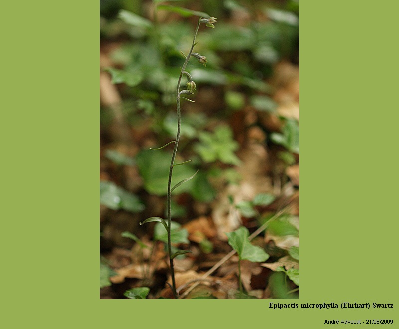Epipactis microphylla (Ehrhart) Swartz #11318