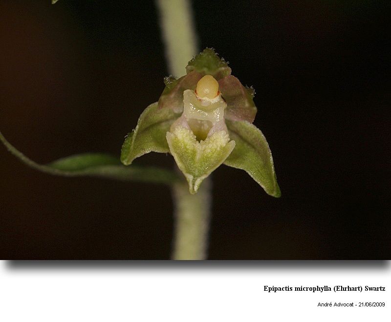 Epipactis microphylla (Ehrhart) Swartz #11320